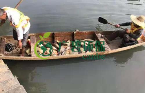 廣州旺旺食品廢水直排，永和河大量魚類死亡(圖1)